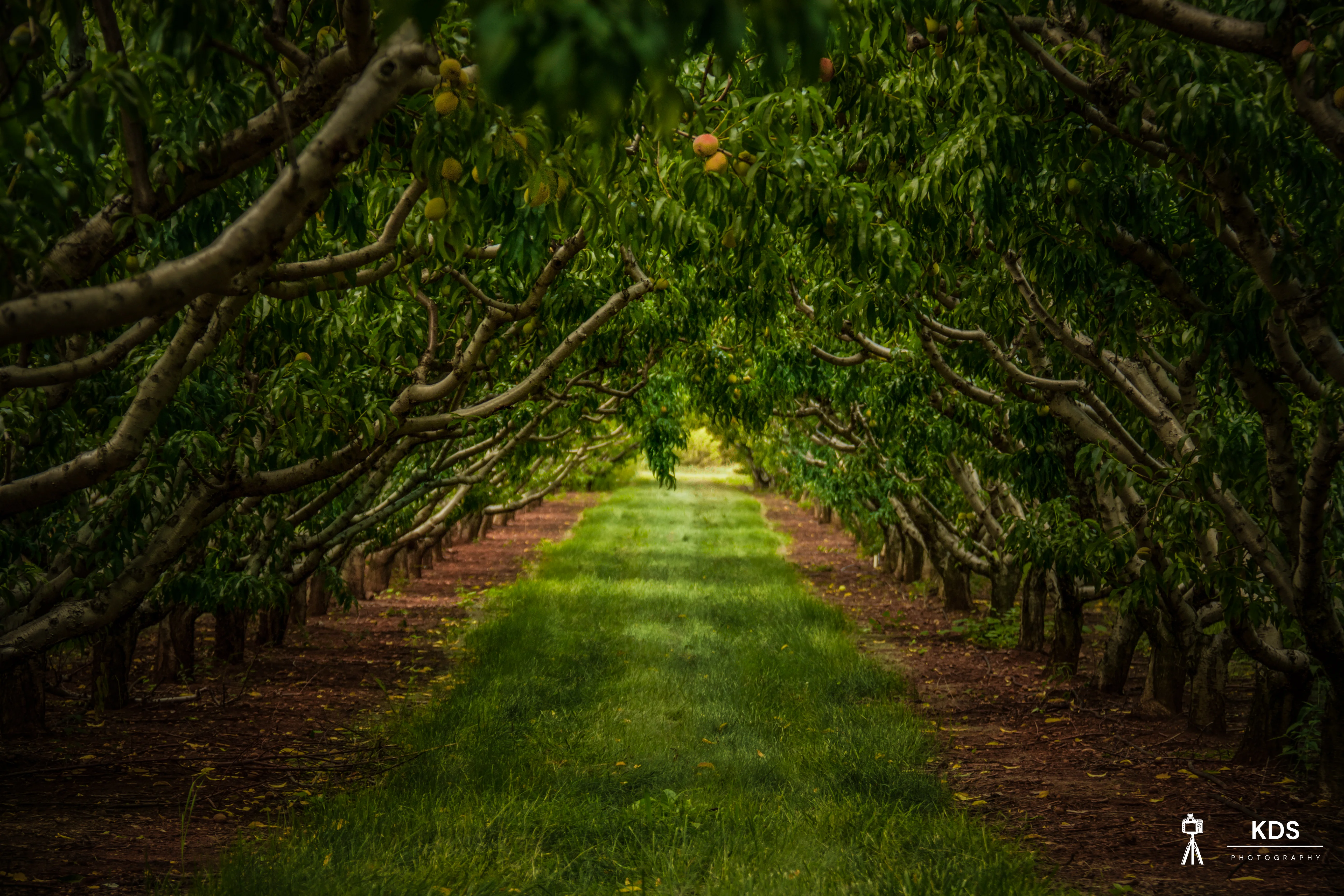 Peach Orchard